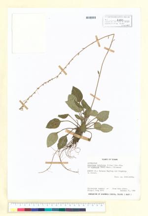 Ainsliaea latifolia (D. Don) Sch.-Bip. var. nimborum (Hand.-Mazz.) Kitam._標本_BRCM 6788