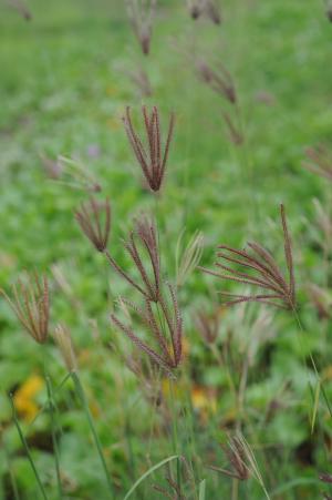 虎尾草、刺虎尾草、孟仁草