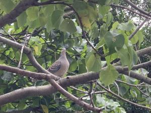 金背鳩(台灣亞種)