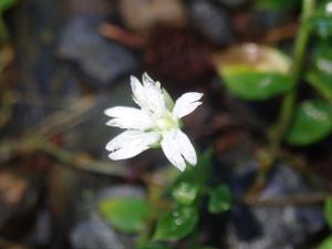 阿里山繁縷