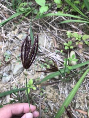 虎尾草、刺虎尾草、孟仁草