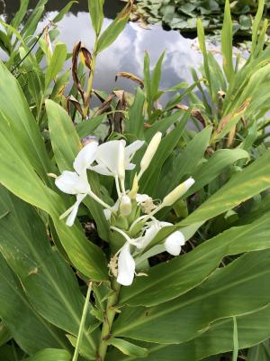 野薑花