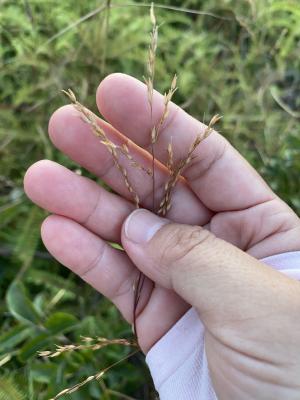 刺芒野古草