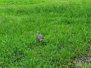 金背鳩(台灣亞種)