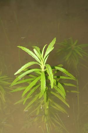 水虎尾-Labiatae唇形科-刺蕊草屬-Pogostemon stellatus-IMG_0510