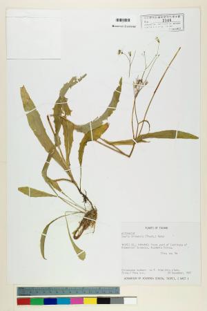 Ixeris chinensis (Thunb.) Nakai_標本_BRCM 6338