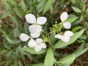 華八仙(華南分布)