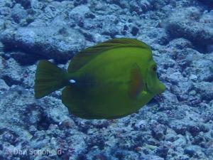 黃高鰭刺尾魚