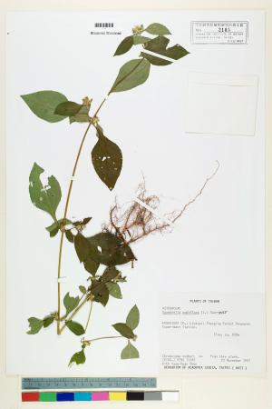 Synedrella nodiflora (L.) Gaertn._標本_BRCM 7041