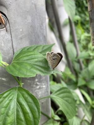 酢漿灰蝶 (酢醬灰蝶)