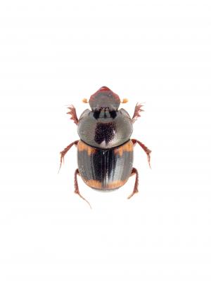 Onthophagus (Gibbonthophagus) proletarius Harold, 1875(2)