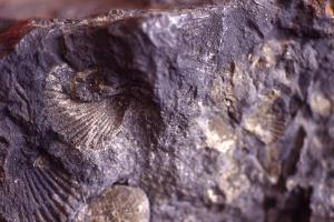 矽化岩石中的貝殼化石遺痕