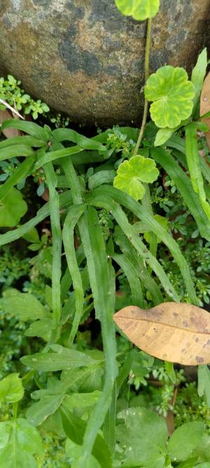 井欄邊草 (鳳尾蕨)