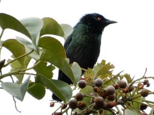 亞洲輝椋鳥