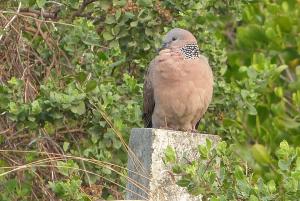 珠頸斑鳩