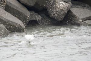 小白鷺(指名亞種)