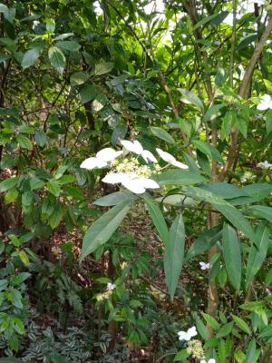 華八仙(華南分布)