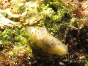 IMG_3299 Gymnodoris ceylonica 錫蘭裸海蛞蝓