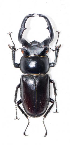 Rhaetulus crenatus crenatus 鹿角鍬形蟲