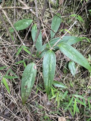 阿里山菝契