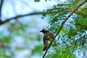 白頭翁 20100510-81@鳥松濕地