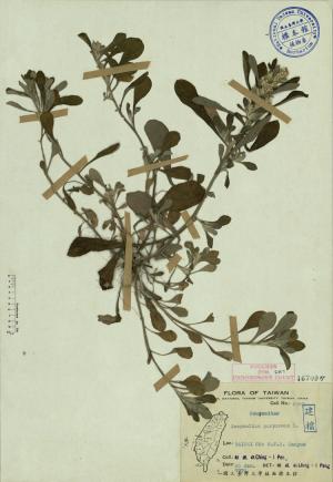 Gnaphalium purpureum L._標本_BRCM 3852