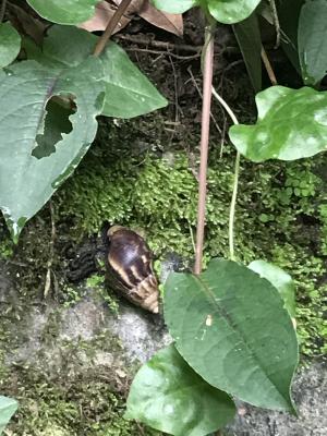 褐雲滑胚瑪瑙螺 (非洲大蝸牛)