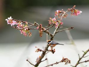 紅頭山雀