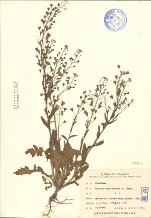 Capsella bursa-pastoris (L.) Medic._標本_BRCM 4389