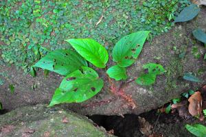 Begonia tampinica Burkill ex Irmsch.