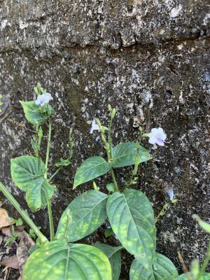 小花寬葉馬偕花