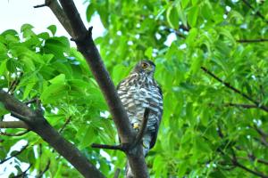 鳳頭蒼鷹