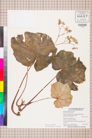 Begonia longiscapa標本_BRCM 2686