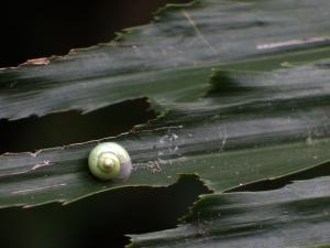 青山蝸牛