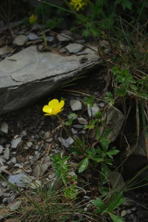 蓬萊毛茛