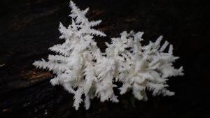 Hericium coralloides(珊瑚狀猴頭菇)