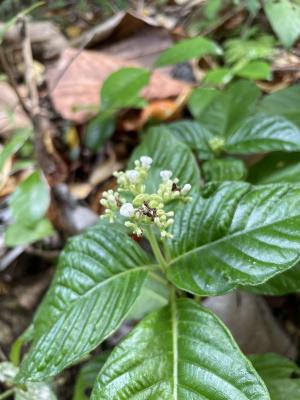 小花蛇根草