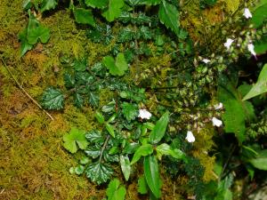 阿里山紫花鼠尾草