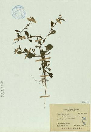 Vernonia cinerea (L.) Less._標本_BRCM 4574