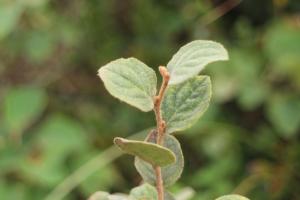 臺灣野茉莉