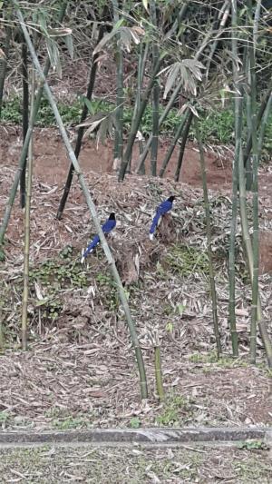 台灣藍鵲