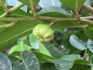 細葉饅頭果