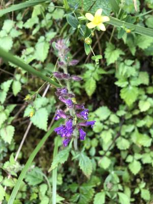 蕨葉紫花鼠尾草