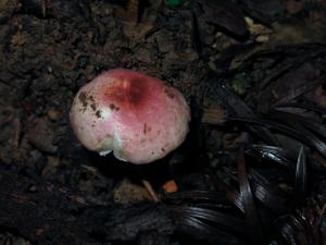 Russula fragilis(脆紅菇)