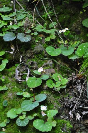 Begonia tribenensis C.R.Rao