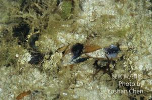 雲雀殼菜蛤