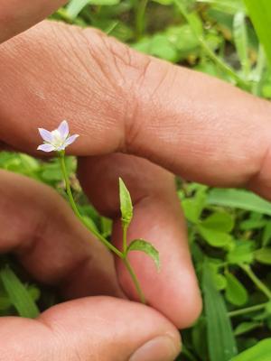 細葉蘭花參