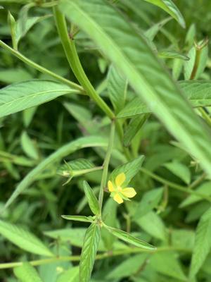 細葉水丁香 (草龍)