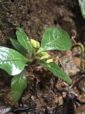 白花蛇根草