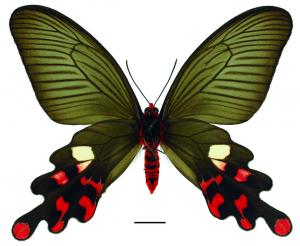 Byasa polyeuctes termessus (Fruhstorfer, 1908) 多姿麝鳳蝶